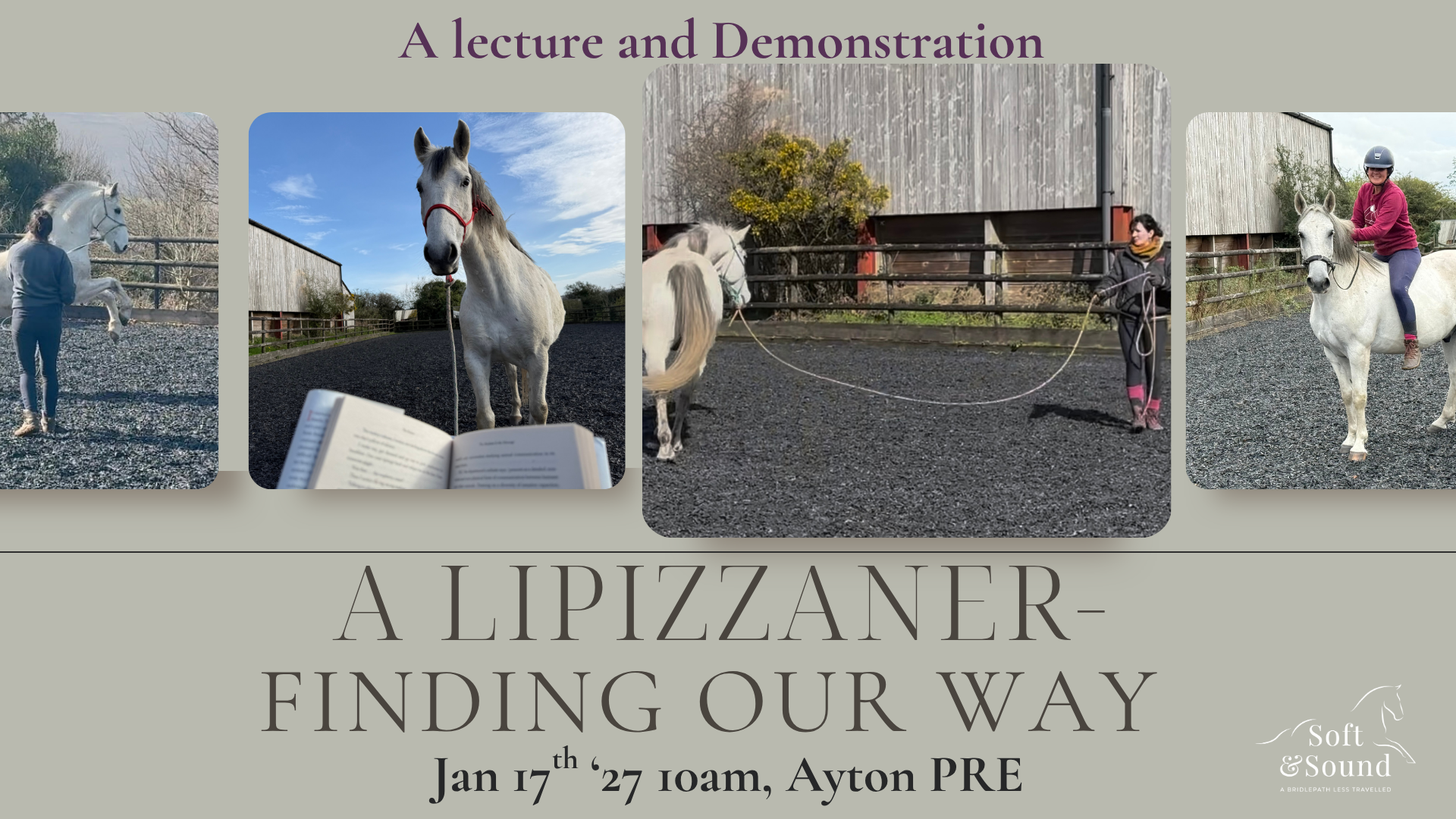 A Lipizzaner - Finding our way