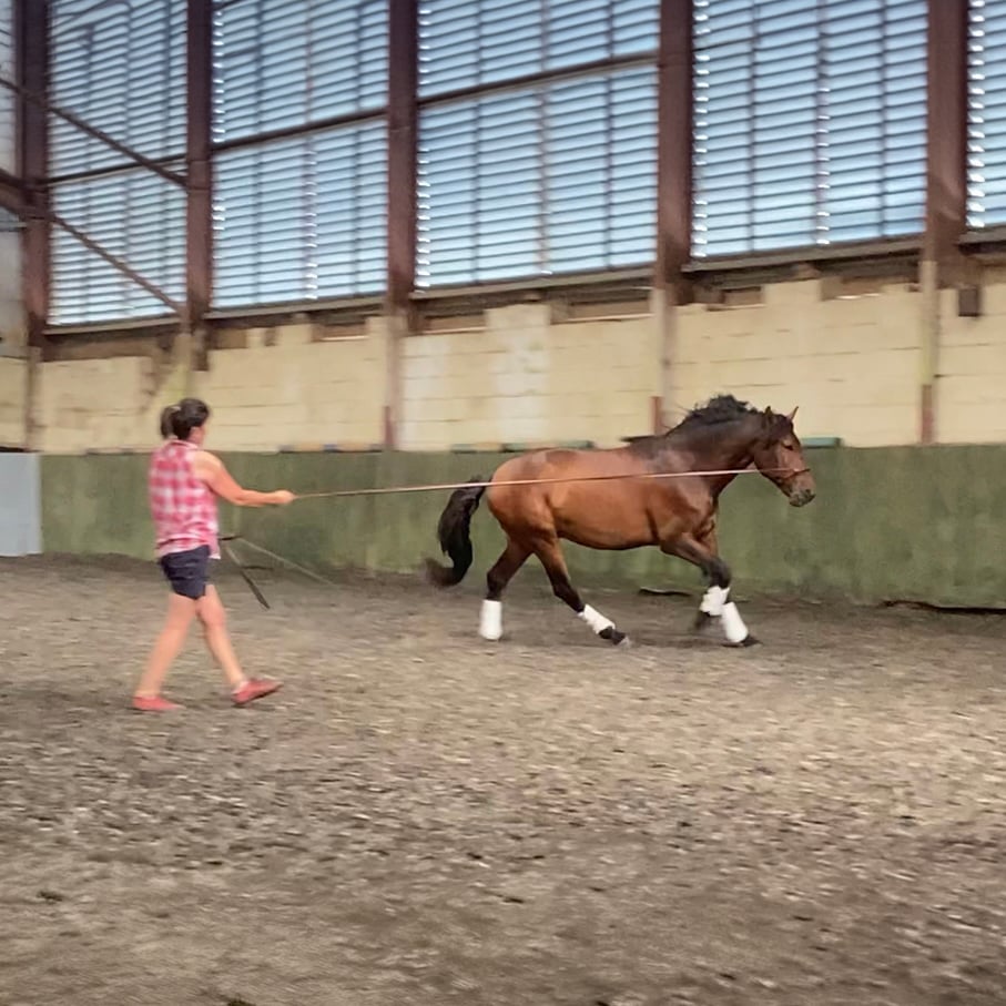 Equine Rehabilitation. Ideas for horse owners